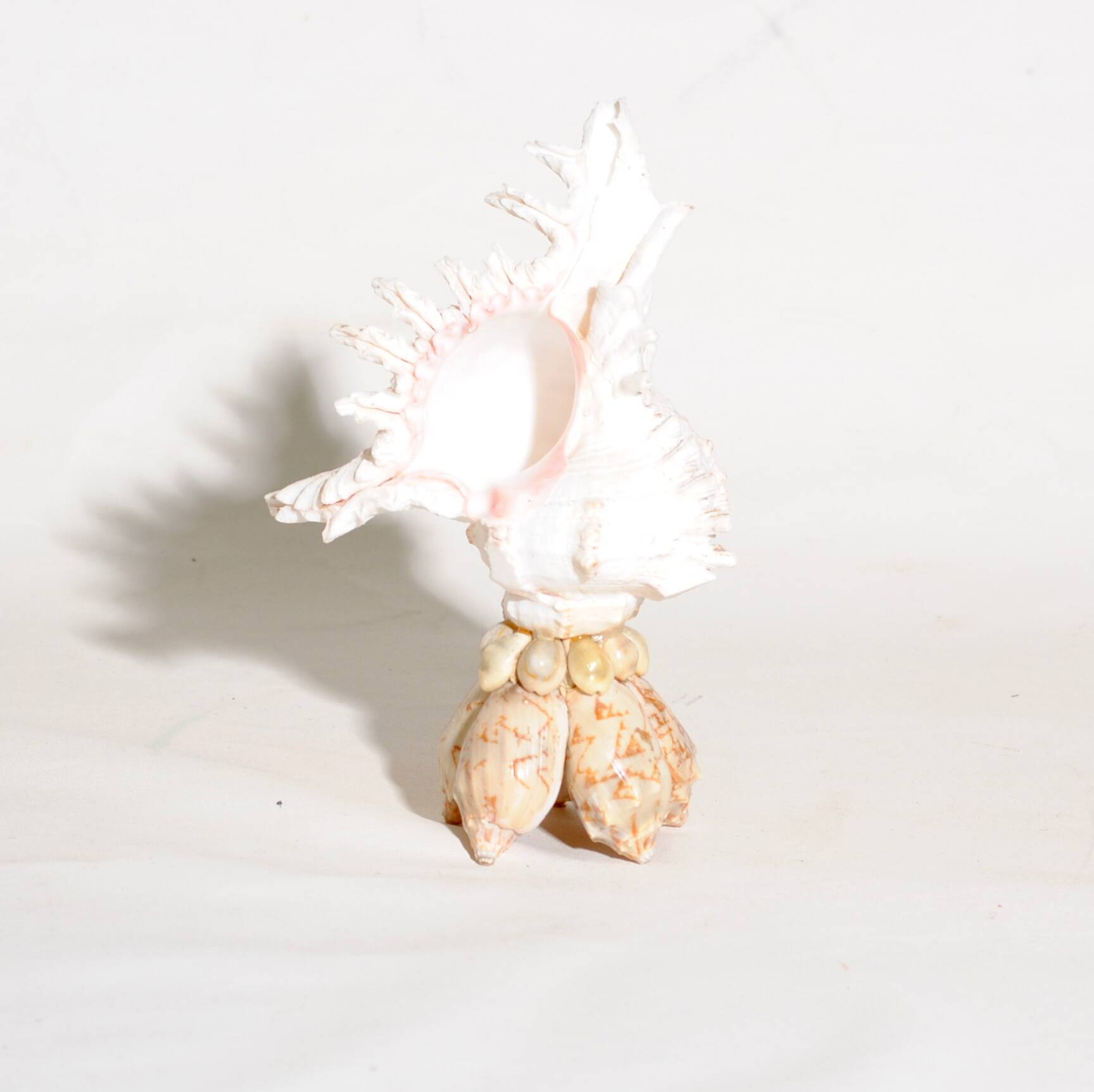 Mid-Century Souvenir Shell Lamp, France 1960s