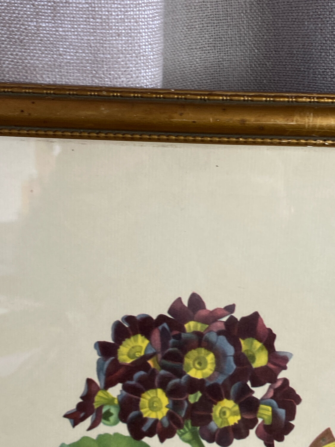 Botanical print, P-J Redouté, Bear's Ears