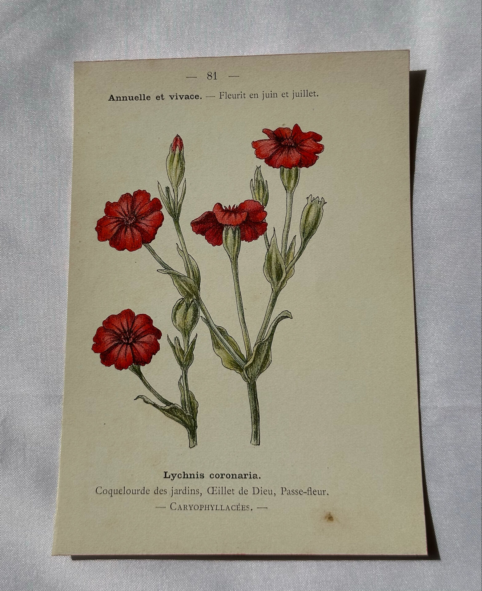 🌿 Botanical Plate Old Naturalist Engraving 19th Century Double-Sided