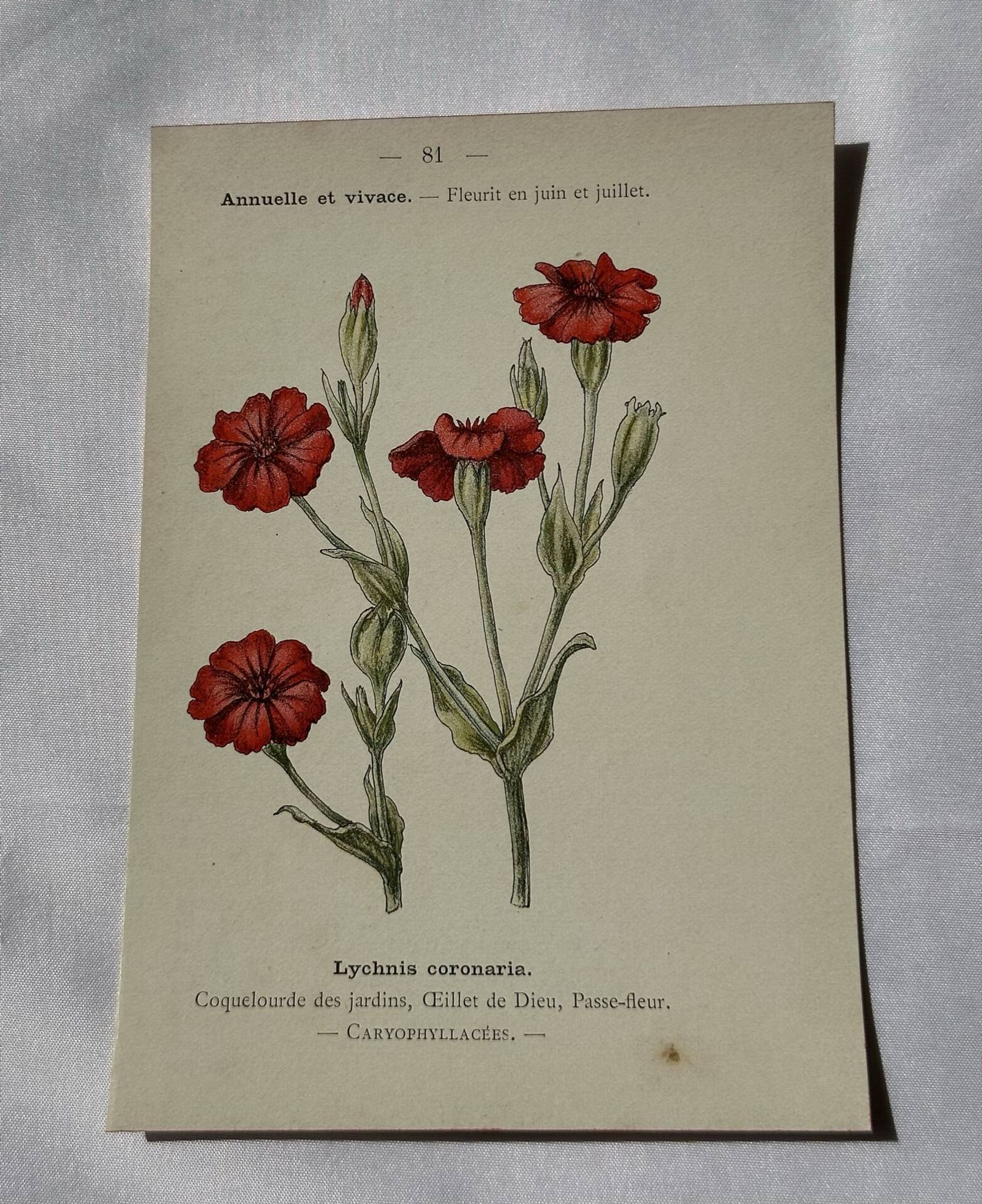 Planche Botanique Gravure naturaliste ancienne 19eme recto verso