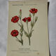🌿 Botanical Plate Old Naturalist Engraving 19th Century Double-Sided