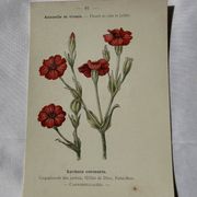 Planche Botanique Gravure naturaliste ancienne 19eme recto verso