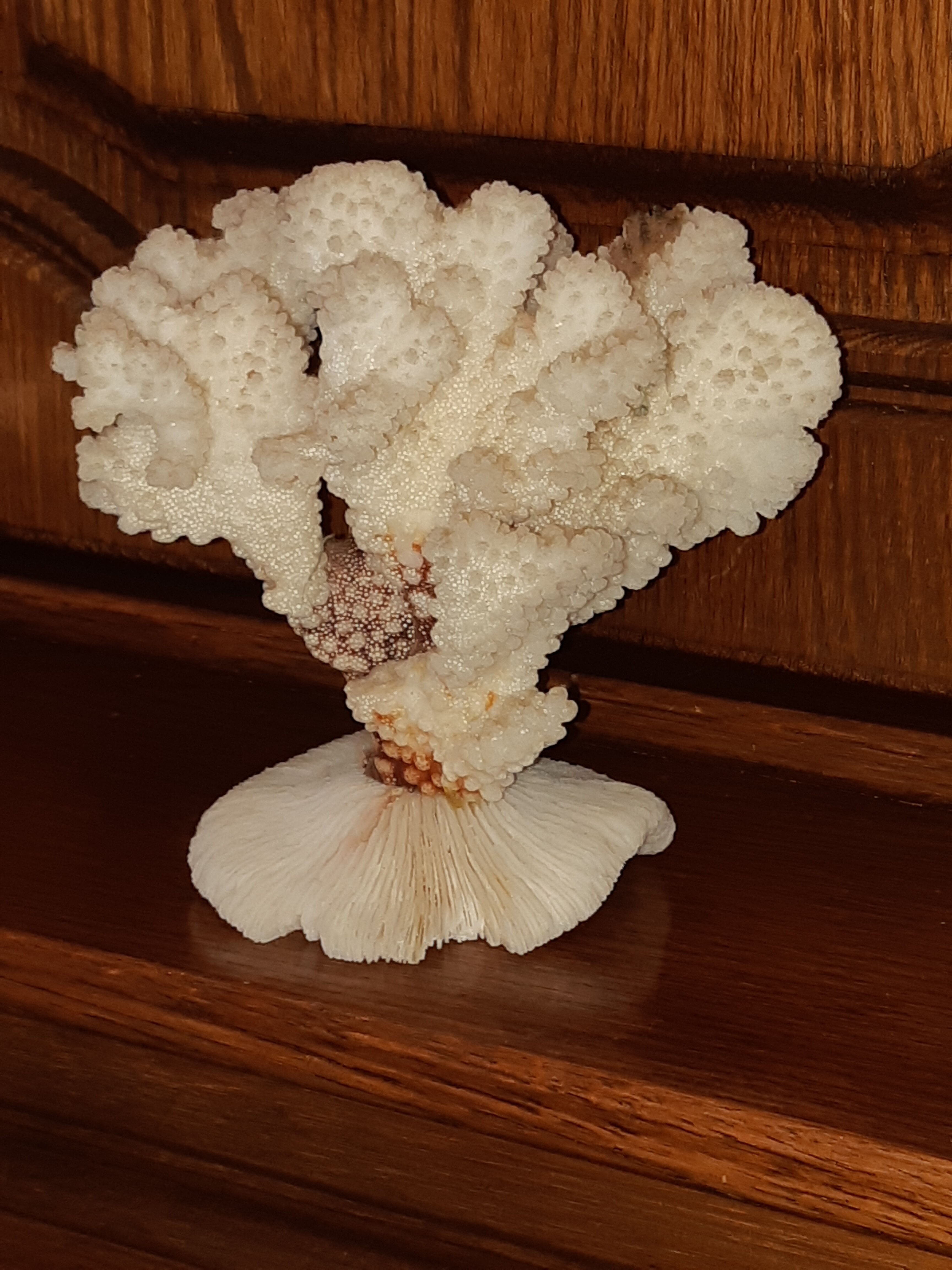 Bouquet of natural white coral bush
