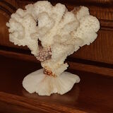 Bouquet of natural white coral bush