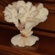Bouquet buisson de corail blanc naturel