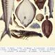 Affiche sur les poissons, d’après une lithographie ancienne de 1923.