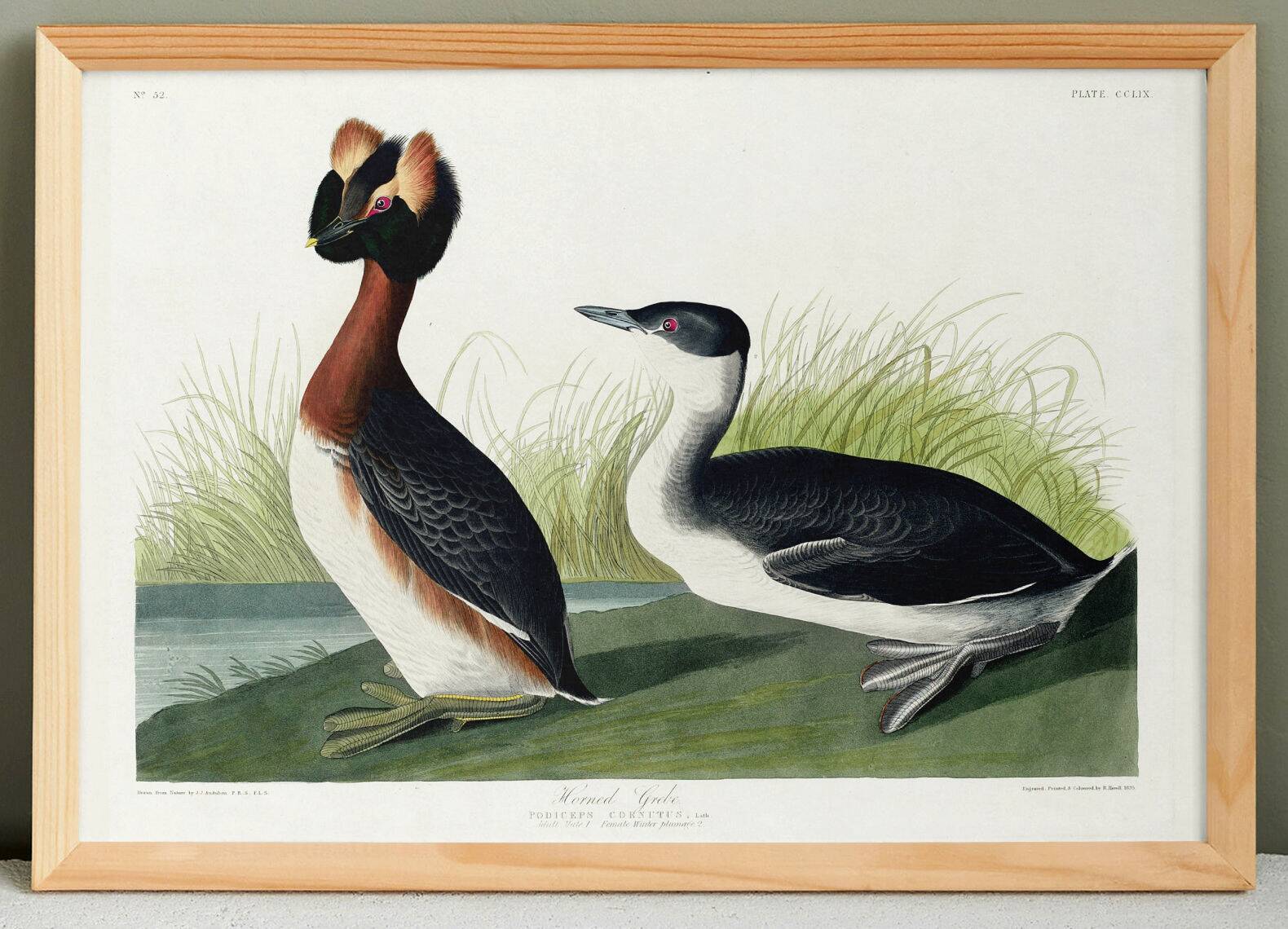 Poster about the great crested grebe, based on an old engraving from 1827.