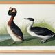 Poster about the great crested grebe, based on an old engraving from 1827.