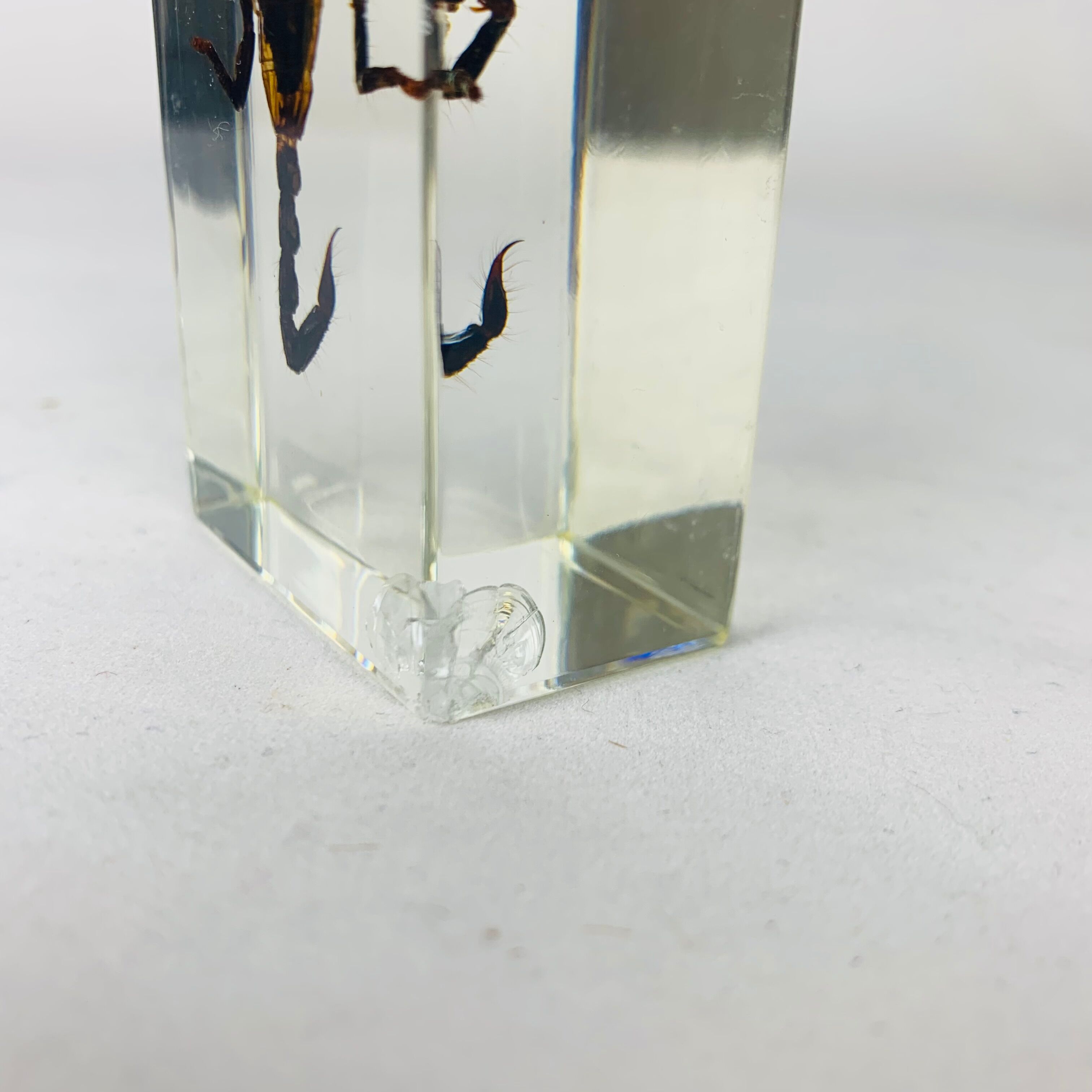 Insect scorpion resin object of curiosity