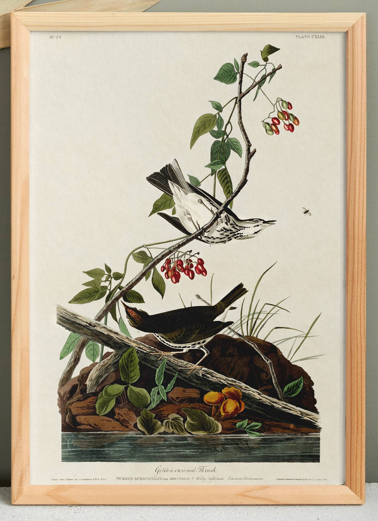Poster of the Golden-collared Thrush, after an old engraving from 1827.