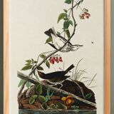 Poster of the Golden-collared Thrush, after an old engraving from 1827.