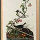Affiche sur la Grive à collier doré, d’après une gravure ancienne de 1827.
