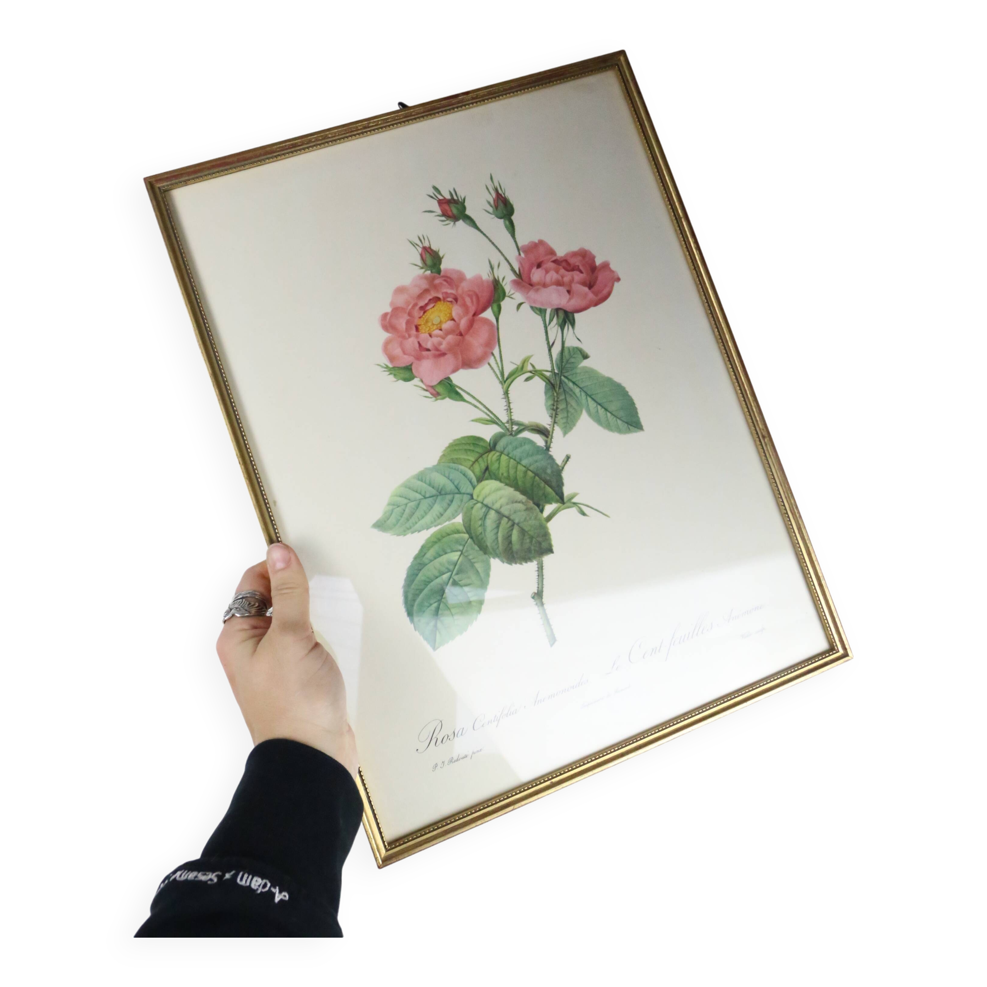 Great Redouté Lithograph