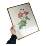 Great Redouté Lithograph