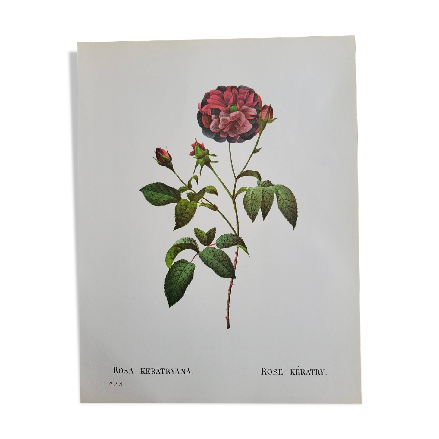 Botanical plate Rose Kératry, P.J. Redouté 1960