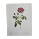 Botanical plate Rose Kératry, P.J. Redouté 1960
