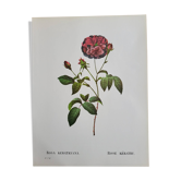 Botanical plate Rose Kératry, P.J. Redouté 1960