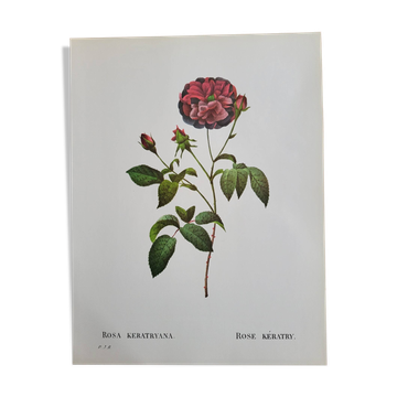Botanical plate Rose Kératry, P.J. Redouté 1960