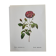 Botanical plate Rose Kératry, P.J. Redouté 1960