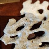 White coral