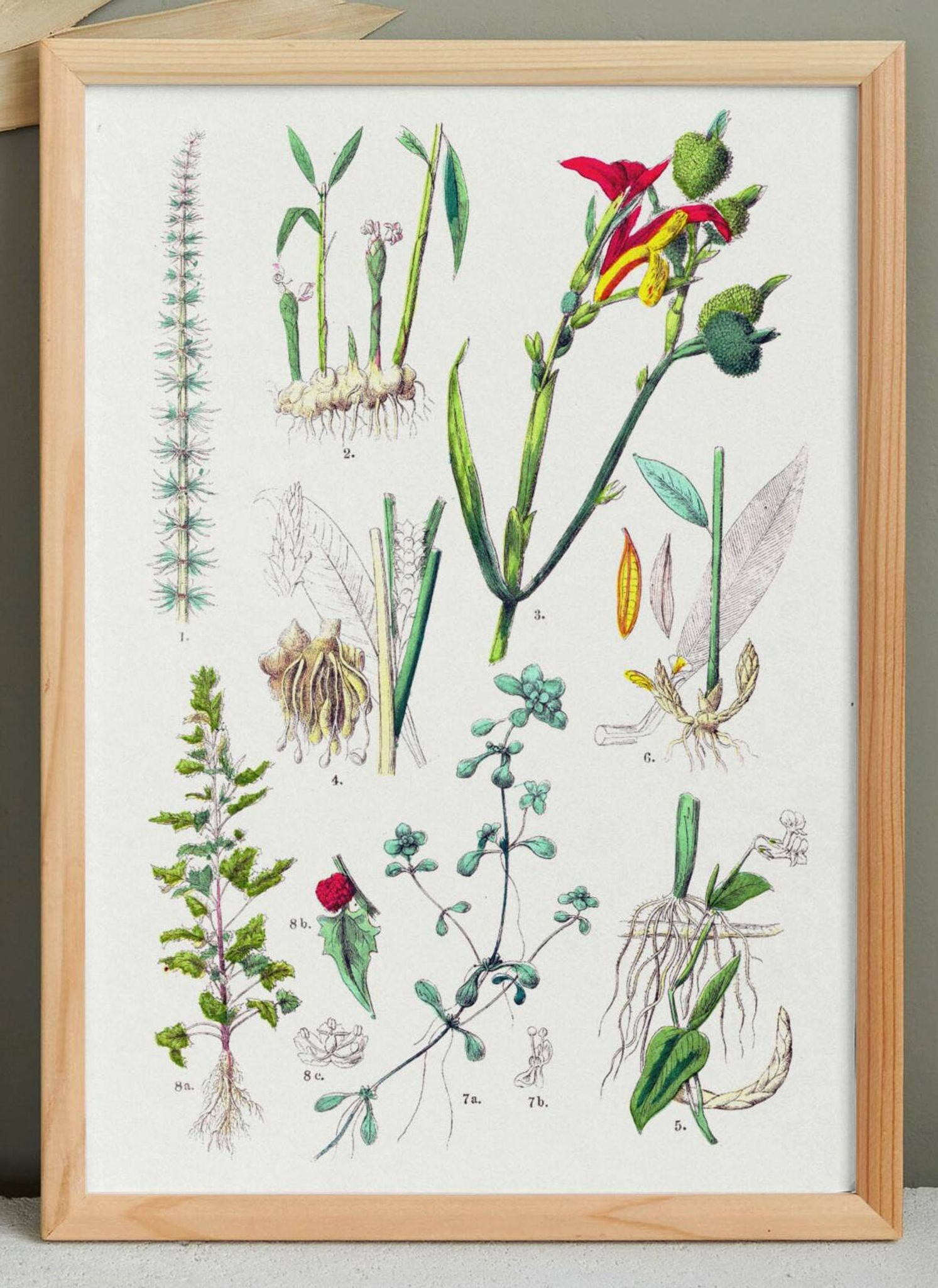 Poster on plants, based on an engraving from 1881 "ginger"