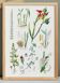 Affiche sur les plantes, d'après une gravure de 1881 "gingembre"