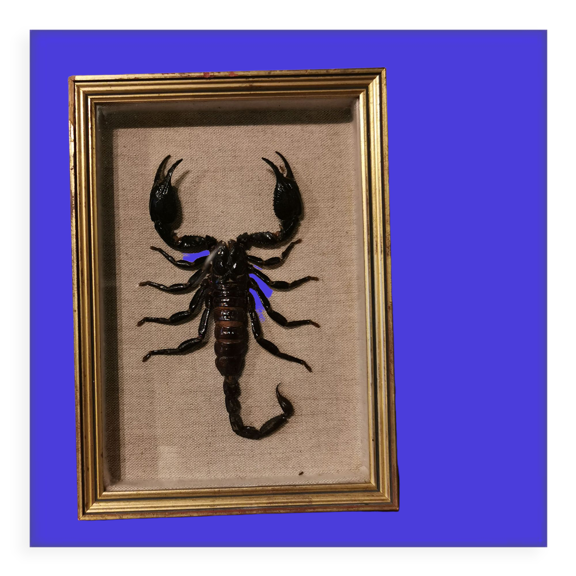 Vintage naturalized scorpion