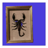 Vintage naturalized scorpion