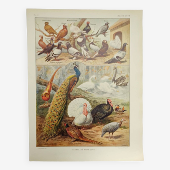 Gravure Originale de 1922 - Basse-cour - pigeon, dinde, paon - Planche zoologique et pédagogique