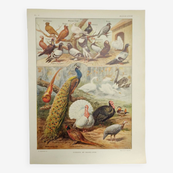 Original engraving from 1922 - Farmyard - pigeon, turkey, peacock - Zoological and educational plate