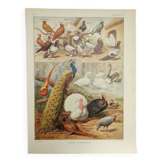 Gravure Originale de 1922 - Basse-cour - pigeon, dinde, paon - Planche zoologique et pédagogique