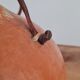 20th Century Brazilian Calabash Gourd