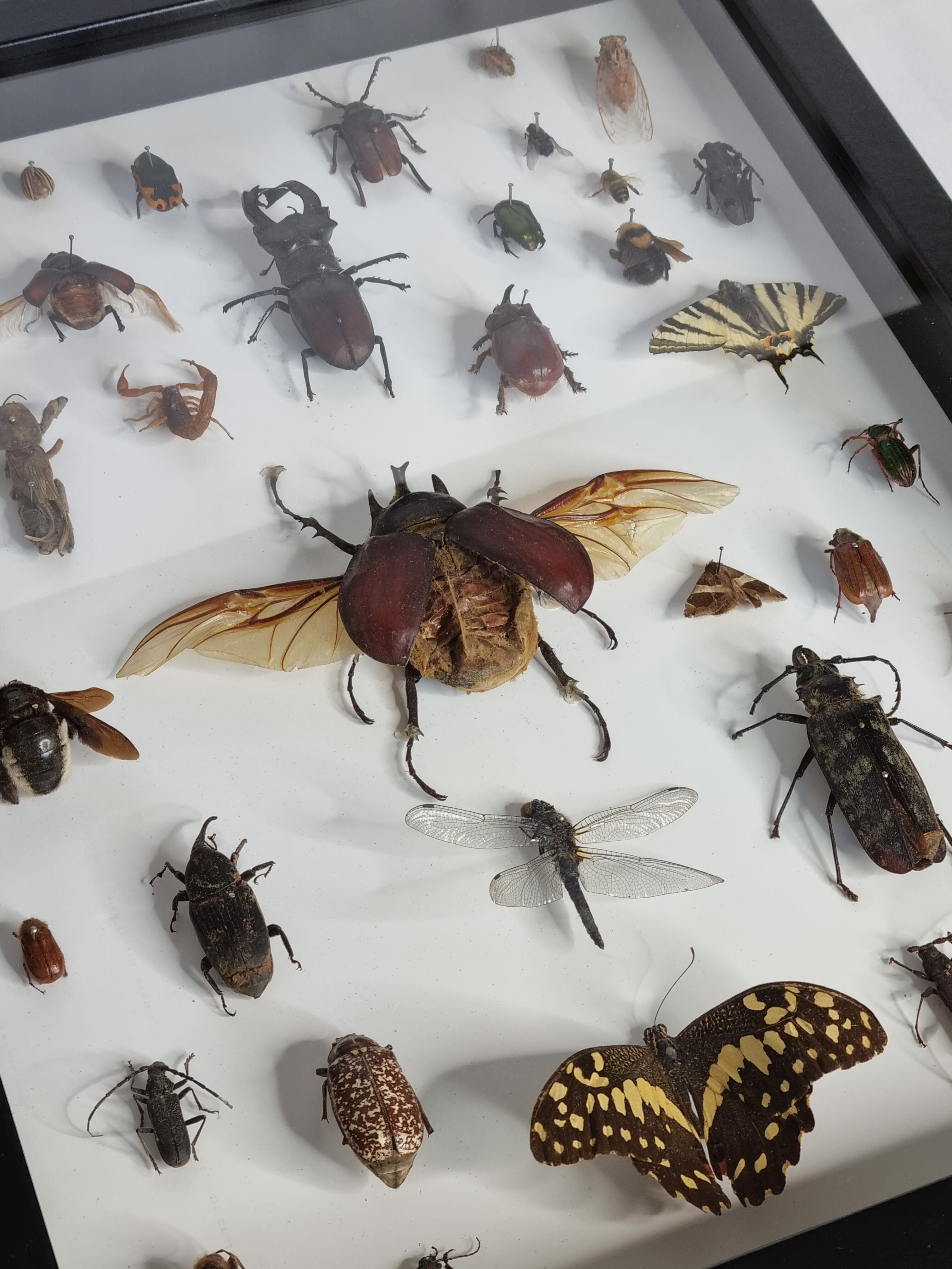 Tableau d'insectes naturalisés, ancienne collection d'entomologiste