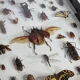 Tableau d'insectes naturalisés, ancienne collection d'entomologiste
