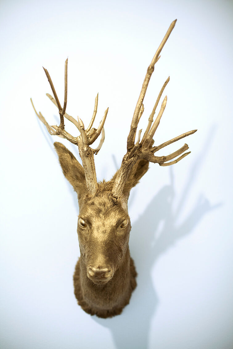 Trophy bust head chevreuil deer taxidermy gold gold