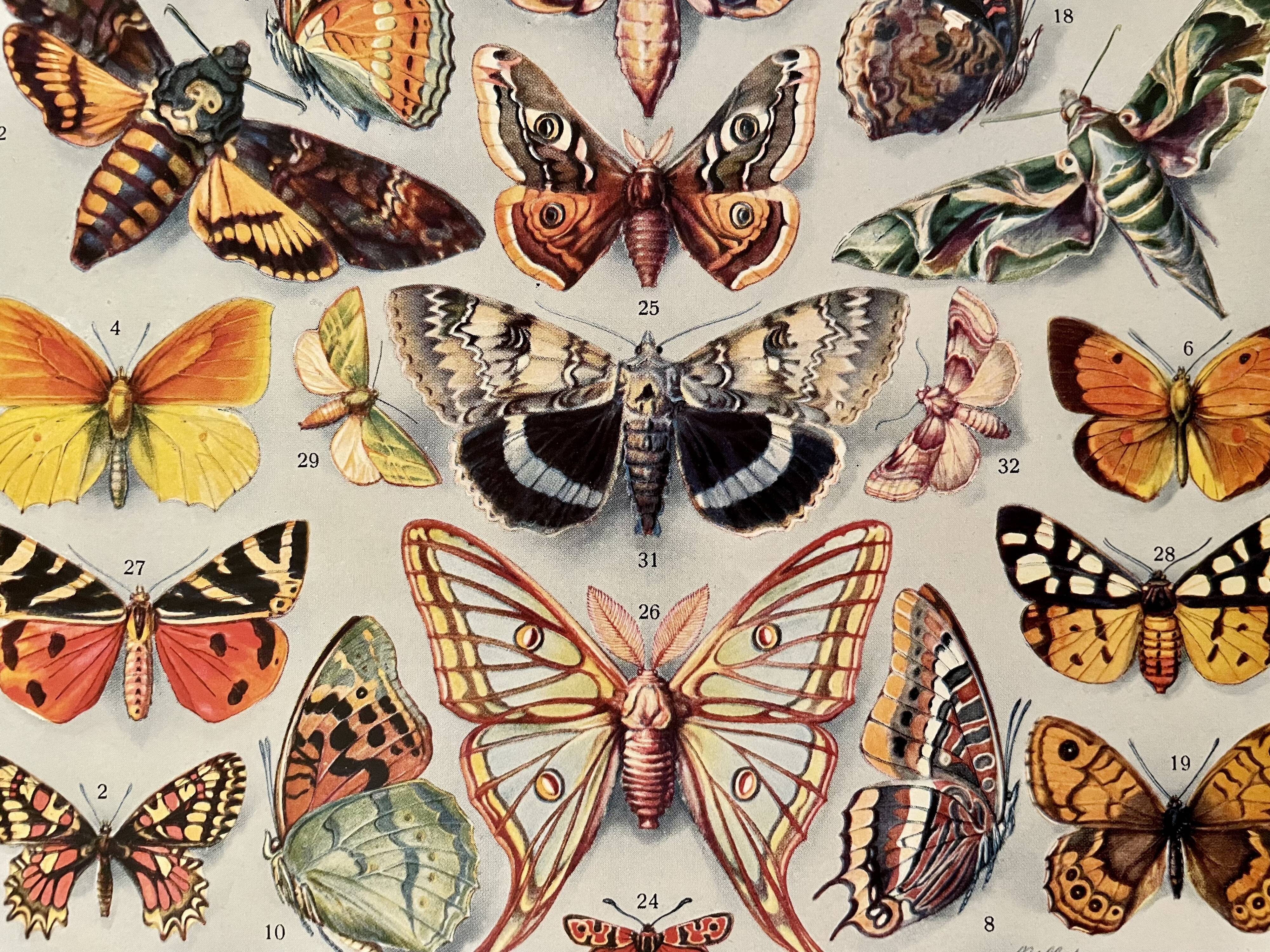 Lithograph on butterflies (Europe) - 1920