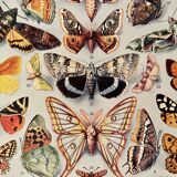 Lithograph on butterflies (Europe) - 1920