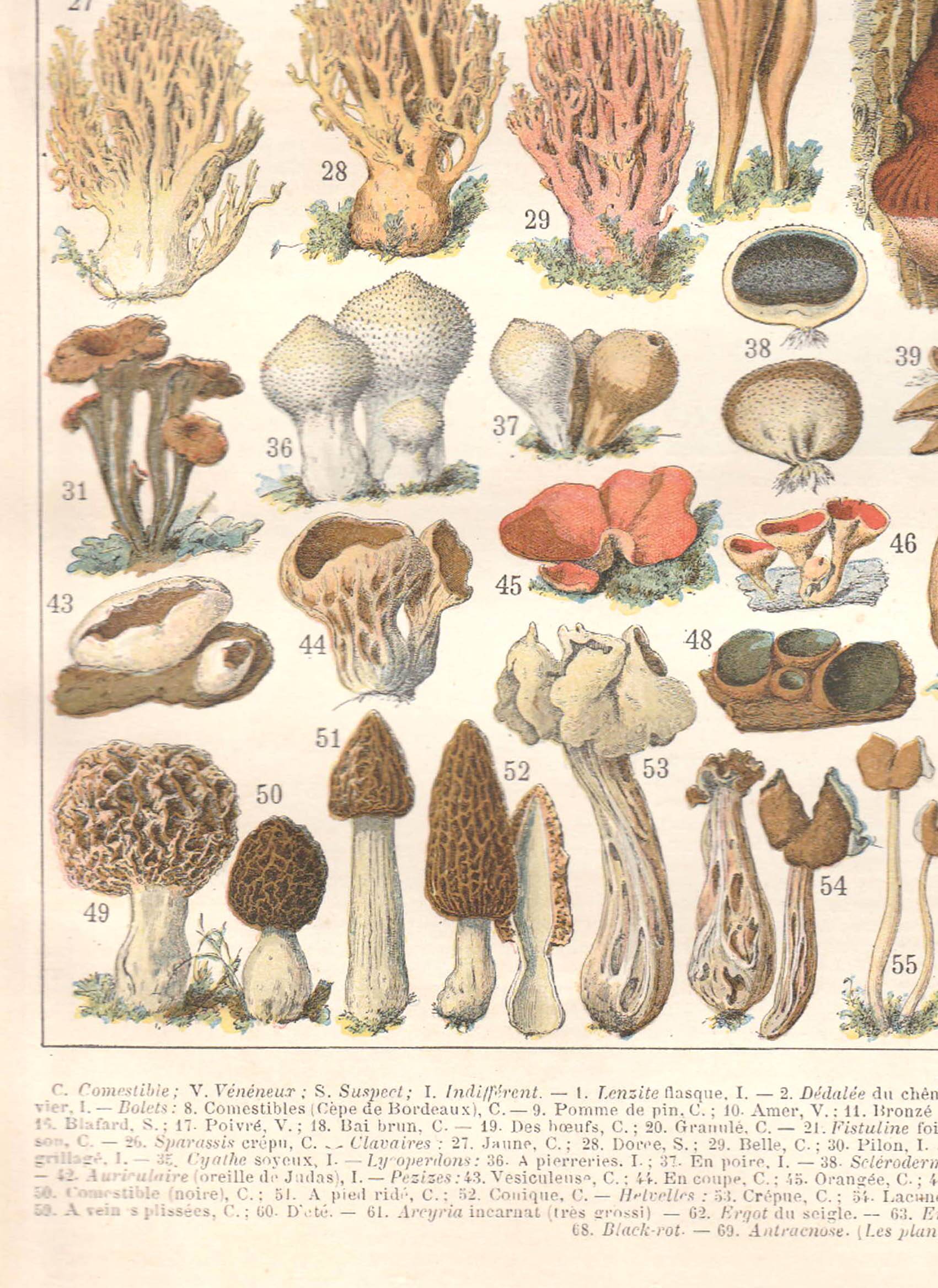 Lithograph plate mushrooms 1900