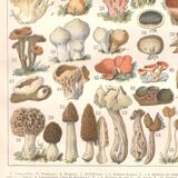 Planche lithographie champignons 1900
