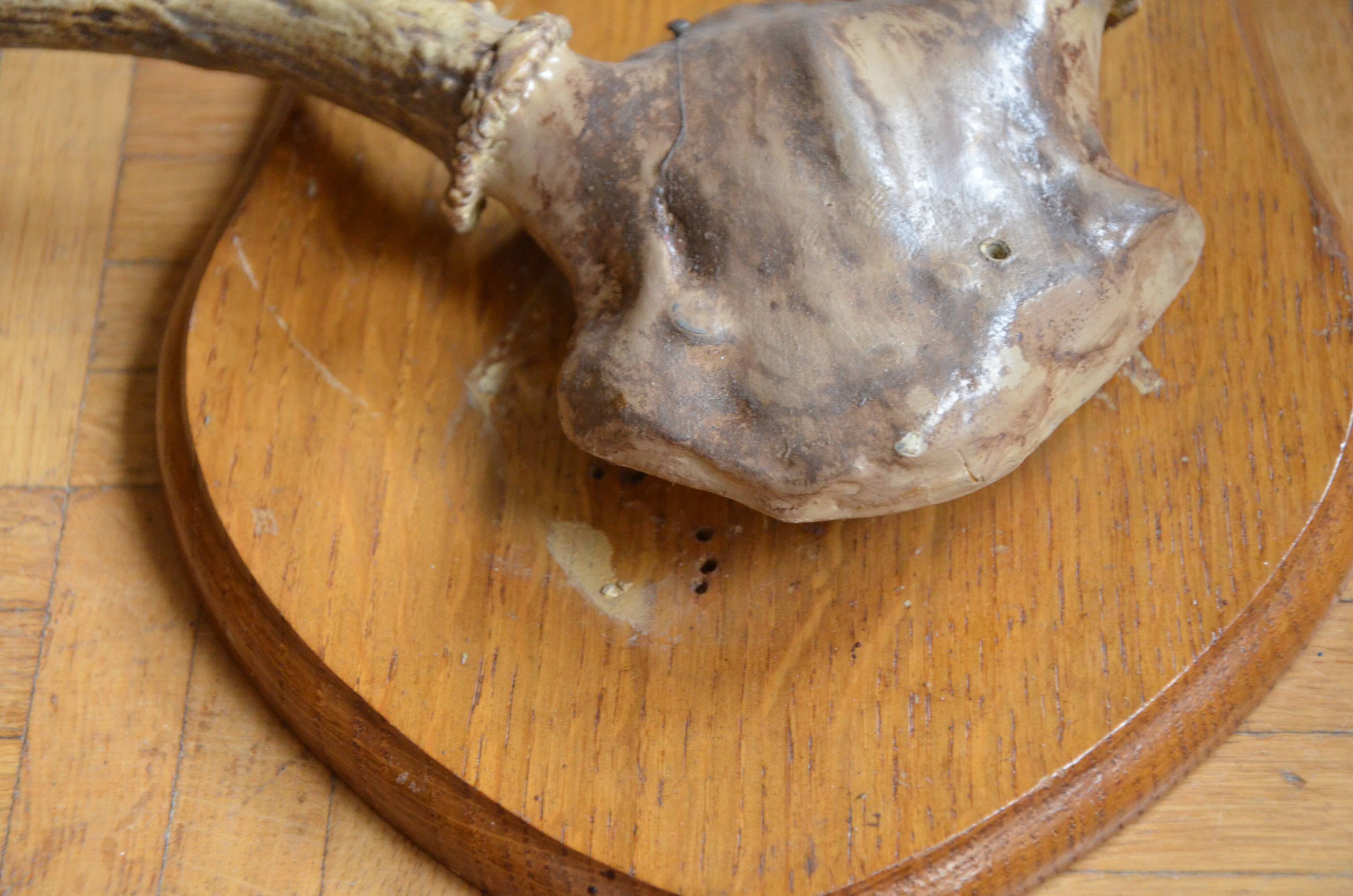 White-tailed deer massacre