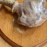 White-tailed deer massacre