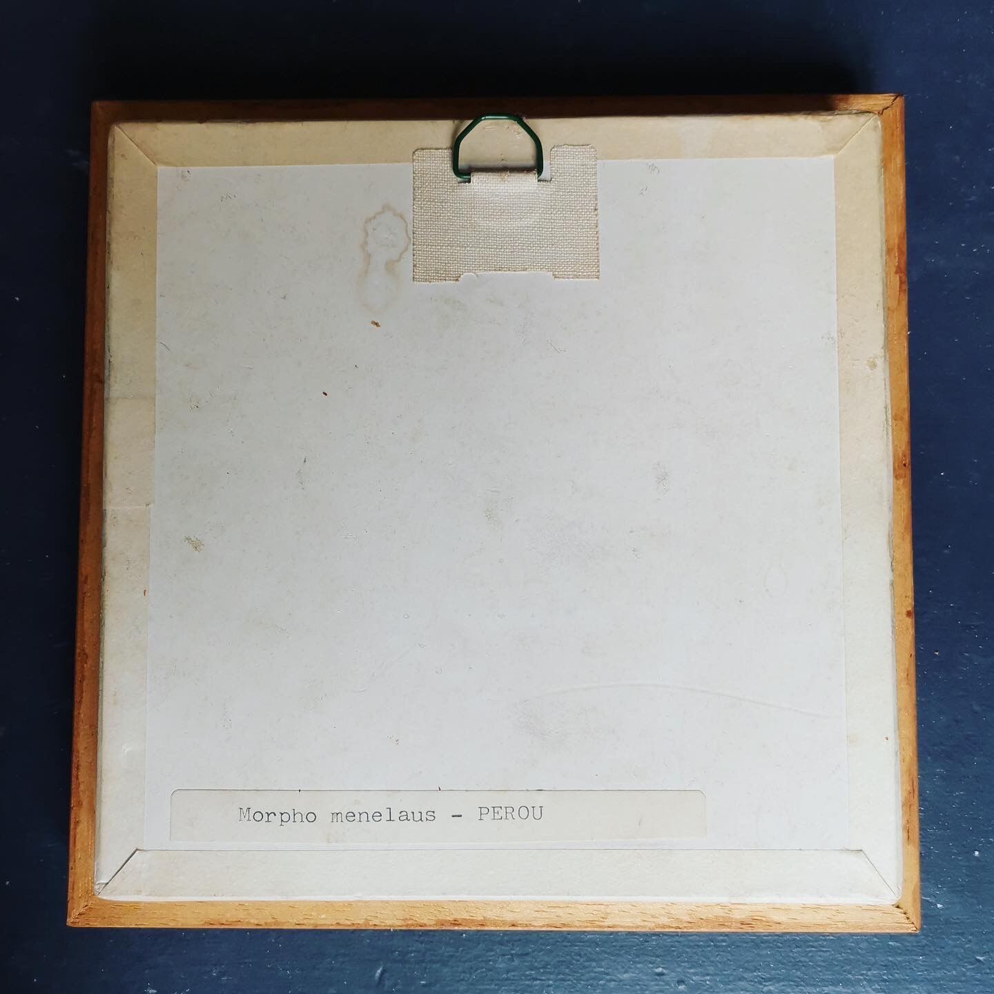 Real butterfly frame