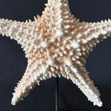 Natural starfish on marble base old cabinet of curiosities shell