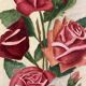 Old rose watercolor