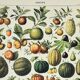 Gravure ancienne 1898, Fruits (exotiques), variétés • Lithographie, illustration originale