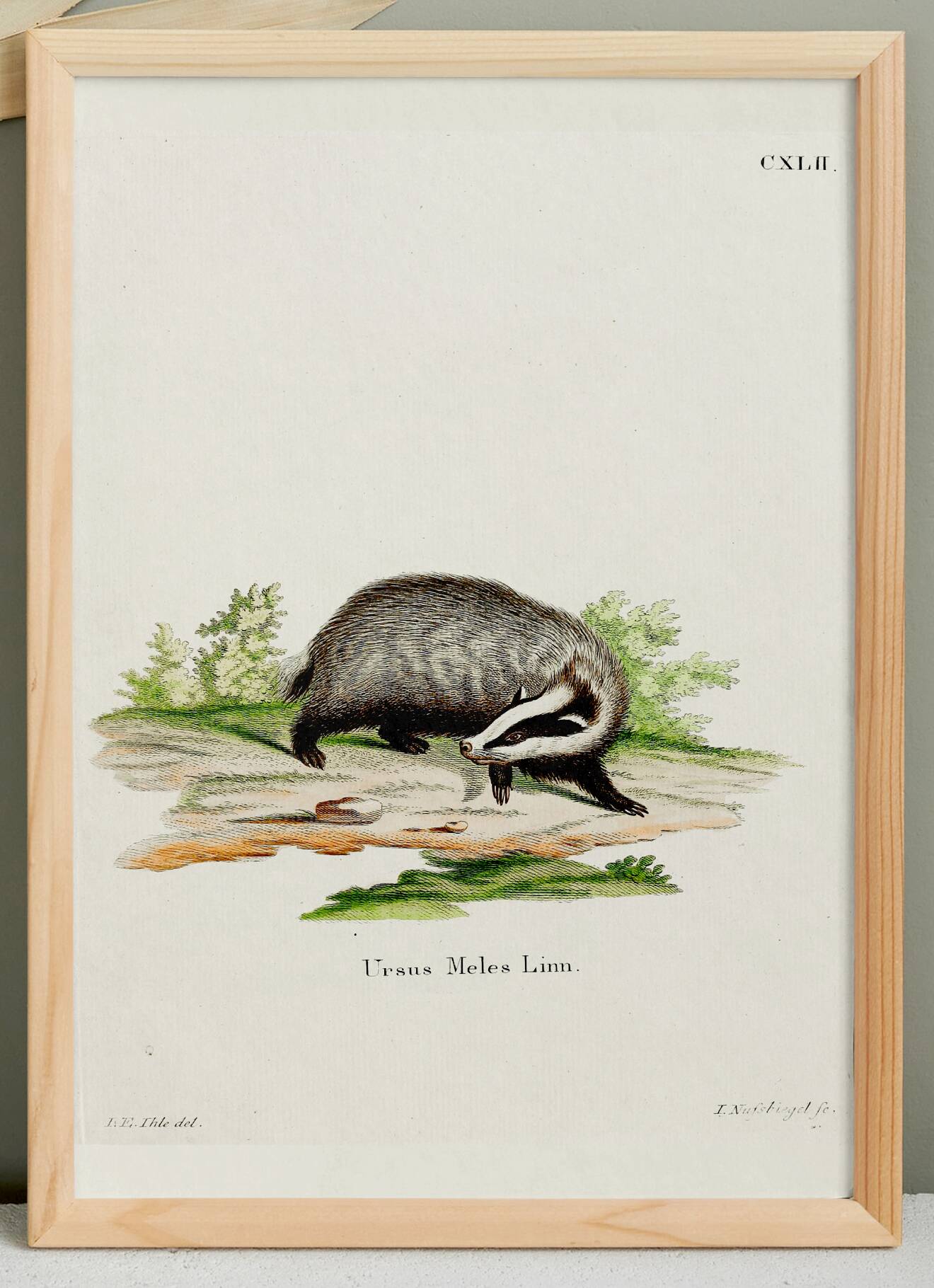 Poster of the Badger, based on an old engraving from 1774.