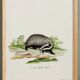 Poster of the Badger, based on an old engraving from 1774.
