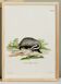 Poster of the Badger, based on an old engraving from 1774.