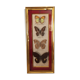 Framed butterflies