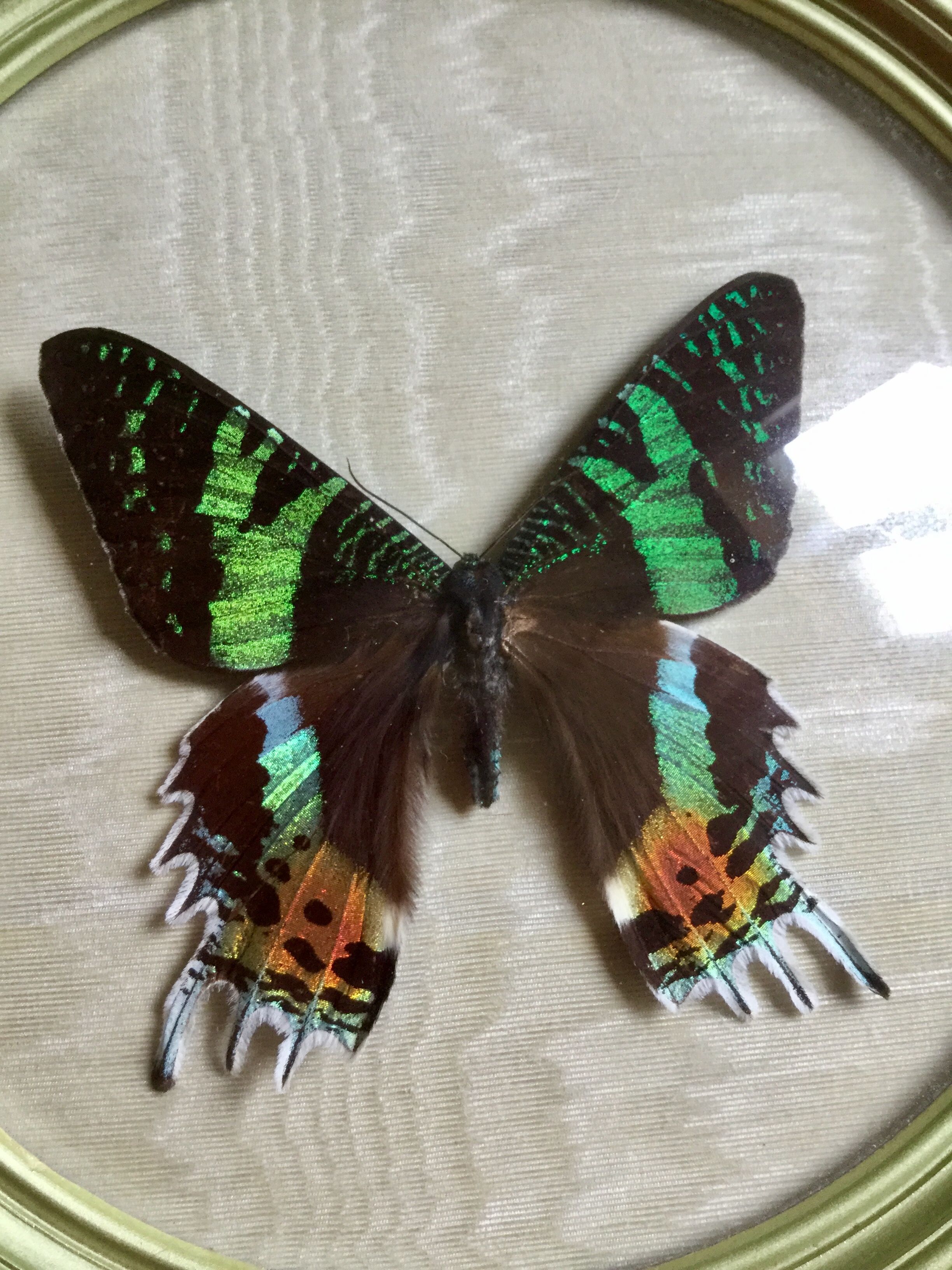 Butterfly bomb round frame